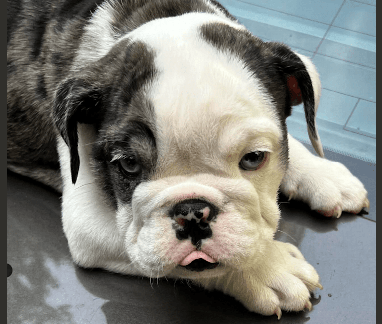 Photo of Makaveli, a Bulldog  in Texas, USA