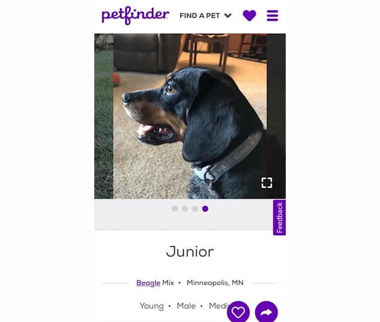Junior, a Beagle tested with EmbarkVet.com