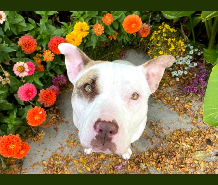 Archie, an American Pit Bull Terrier and American Staffordshire Terrier mix tested with EmbarkVet.com