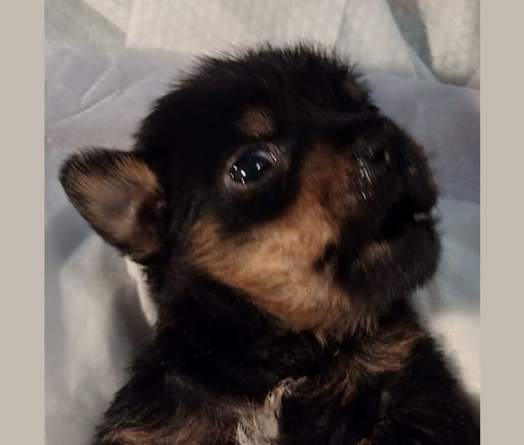 Saejin, a Chihuahua and Rat Terrier mix tested with EmbarkVet.com