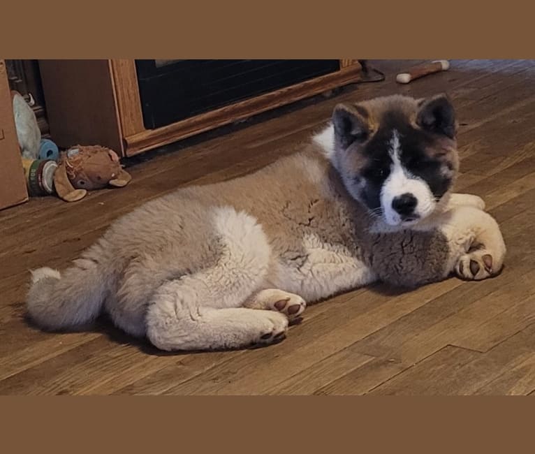 Gauge, an Akita tested with EmbarkVet.com