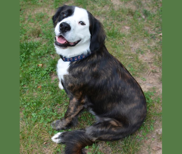 Casey, an American Pit Bull Terrier and Boxer mix tested with EmbarkVet.com