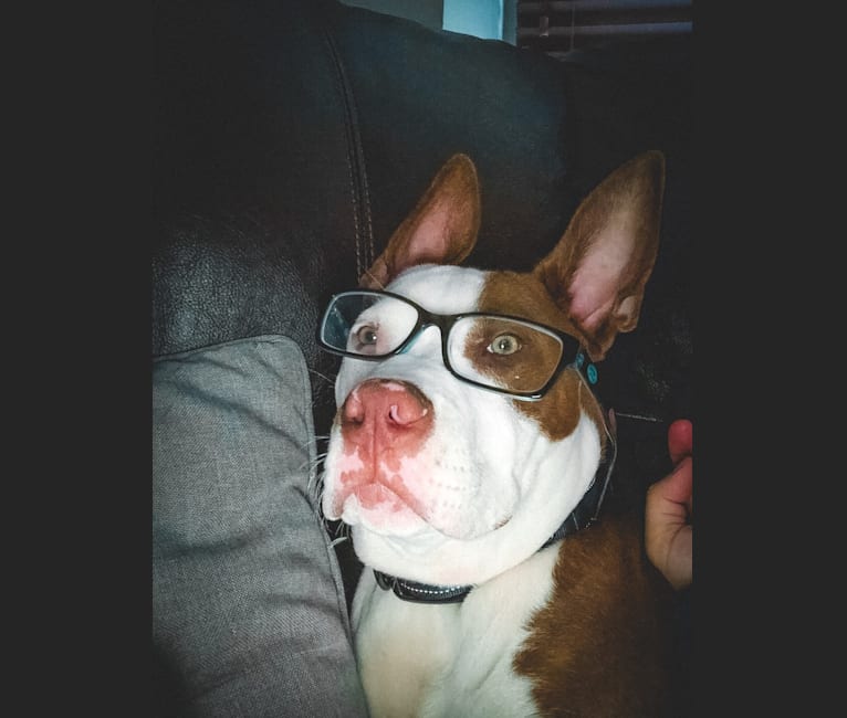 Puma, an American Pit Bull Terrier and American Staffordshire Terrier mix tested with EmbarkVet.com