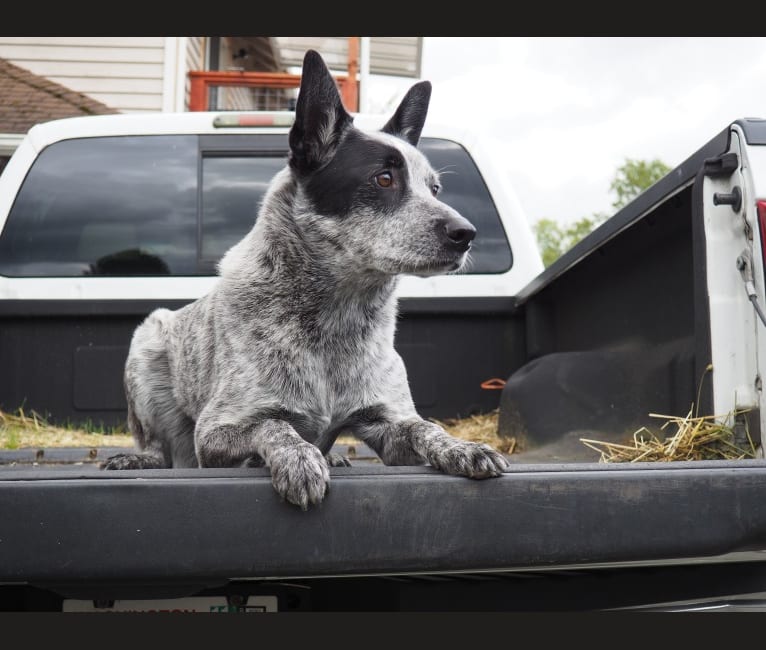 Goose, an Australian Cattle Dog tested with EmbarkVet.com