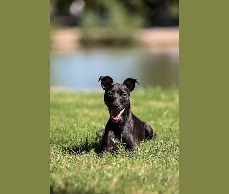 Flea, a Border Collie and Whippet mix tested with EmbarkVet.com