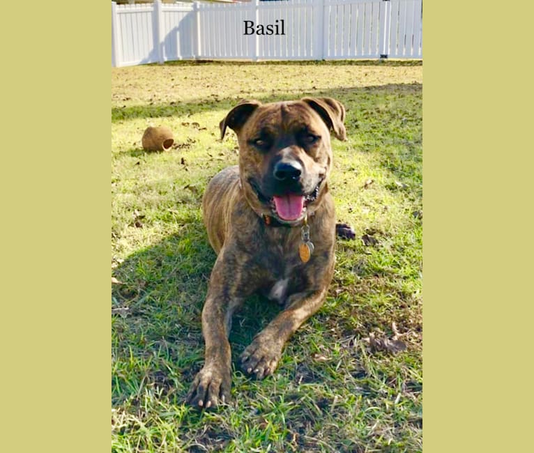 embark dog dna test breed