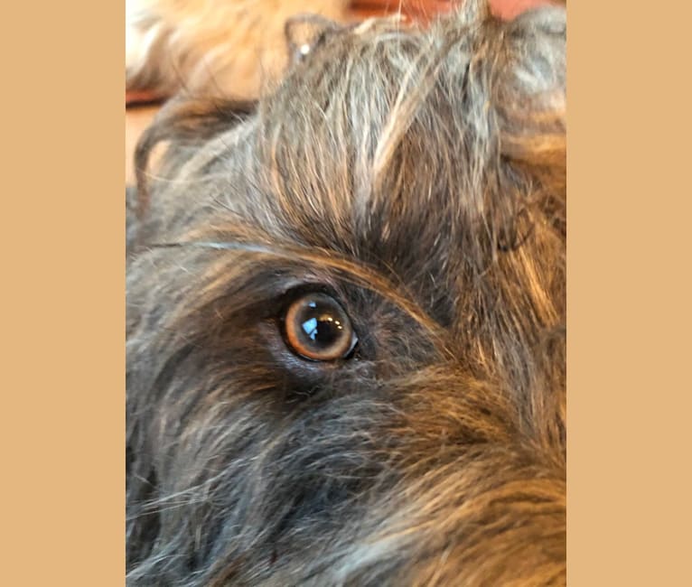 Striker, a Briard tested with EmbarkVet.com