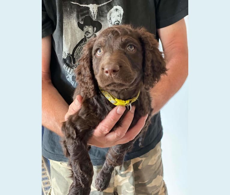 Murray curly coated retriever sales