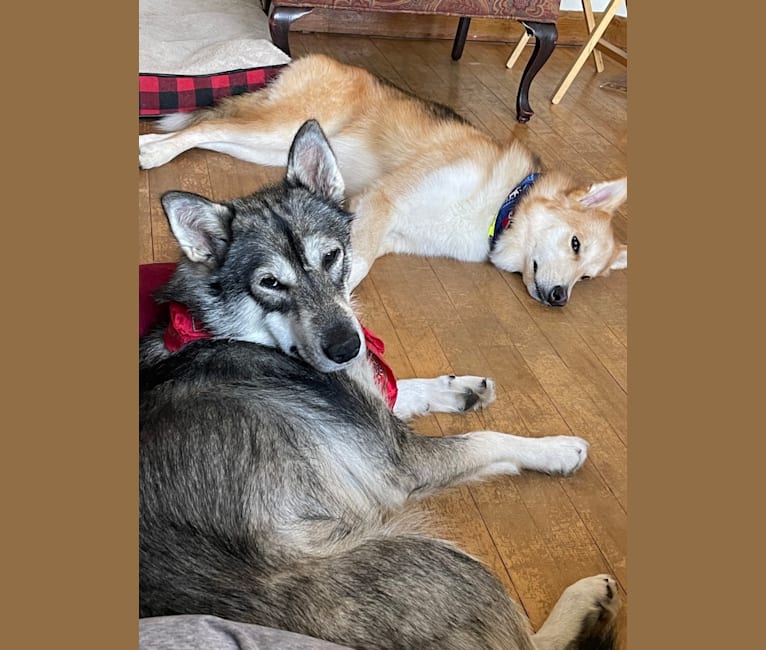 Miss Fortune, a Siberian Husky and Canadian Eskimo Dog mix tested with EmbarkVet.com