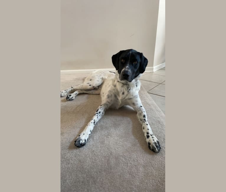 Toby, a German Shorthaired Pointer and Great Pyrenees mix tested with EmbarkVet.com