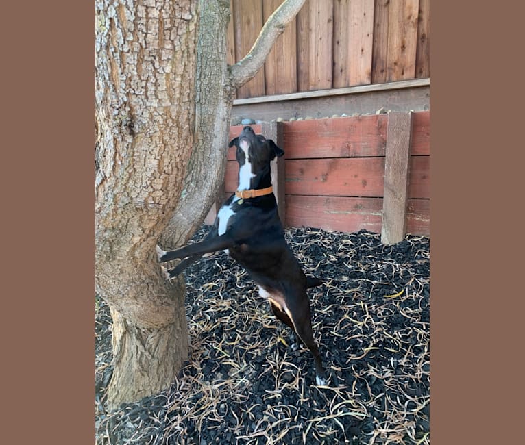 Wagyu, a Mountain Cur tested with EmbarkVet.com