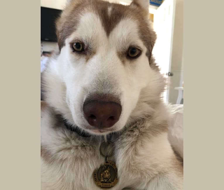 Saint, a Siberian Husky and German Shepherd Dog mix tested with EmbarkVet.com