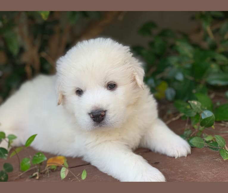 Bentley, a Great Pyrenees tested with EmbarkVet.com