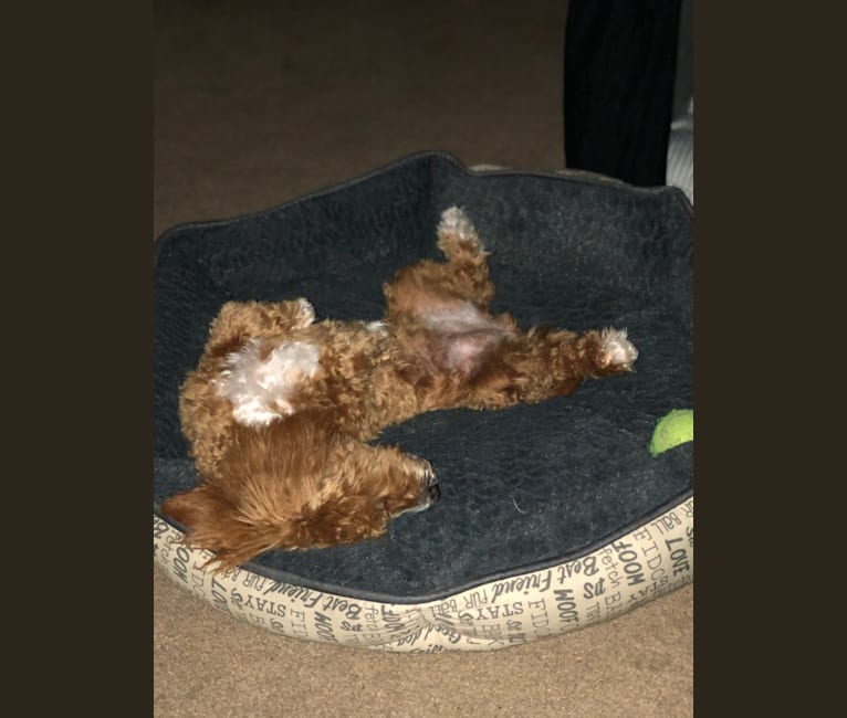 Cutie Pie, a Poodle (Small) and Bichon Frise mix tested with EmbarkVet.com