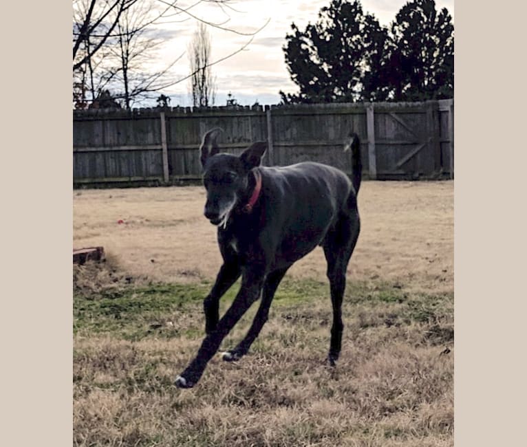 Photo of Niels Bohr, a Greyhound  in Fayetteville, Arkansas, USA