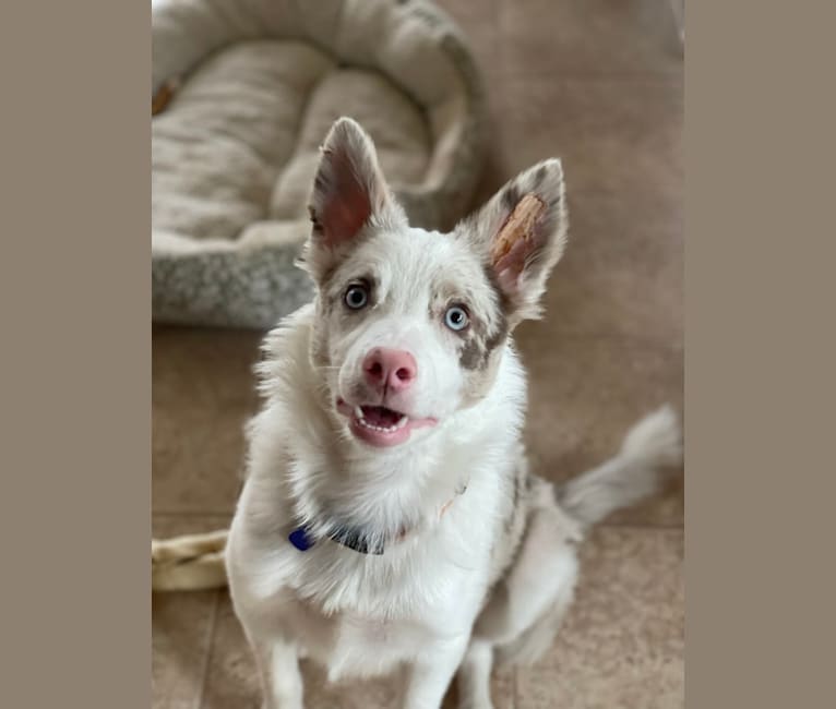 Viva, a Border Collie tested with EmbarkVet.com