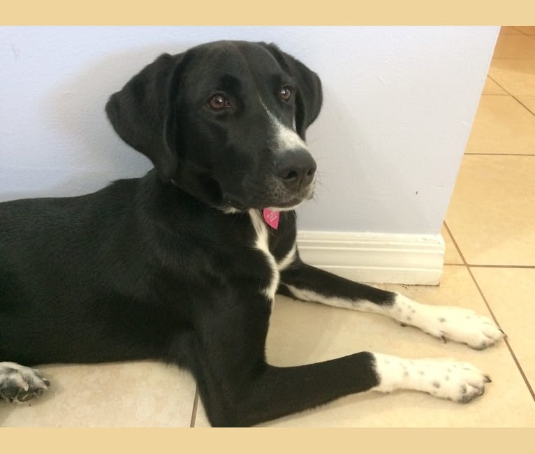 Arya, a Treeing Walker Coonhound and Great Pyrenees mix tested with EmbarkVet.com