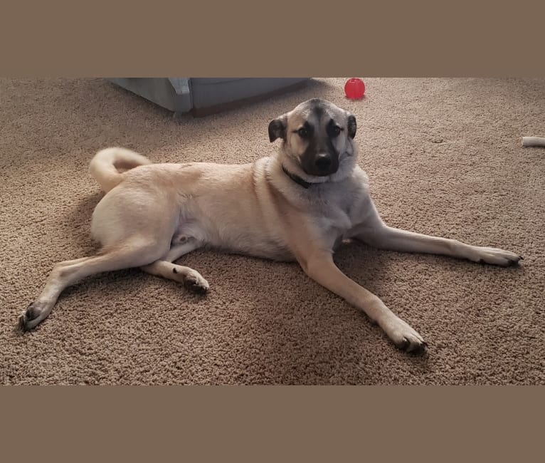 Mountain cur great pyrenees mix sales