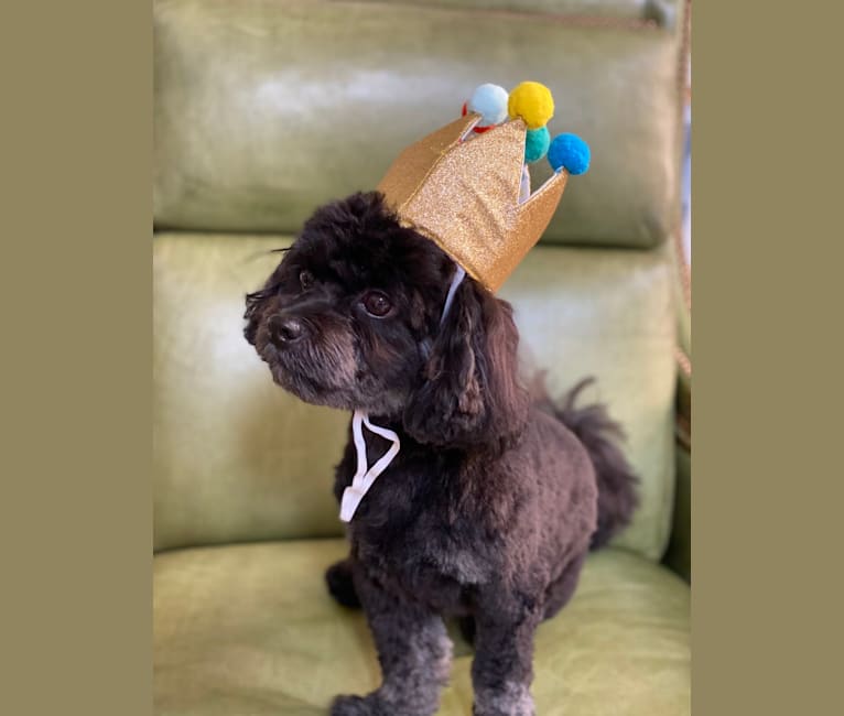 Samwise the Brave, a Poodle (Small) and Shih Tzu mix tested with EmbarkVet.com