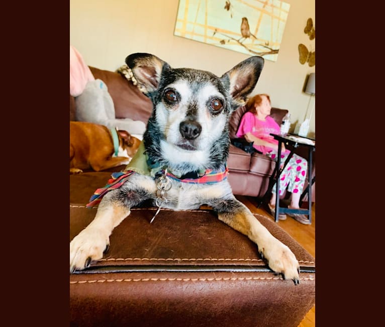 Photo of Mr.  Bean, a Chihuahua, Poodle (Small), and Mixed mix in Fairfield, California, USA