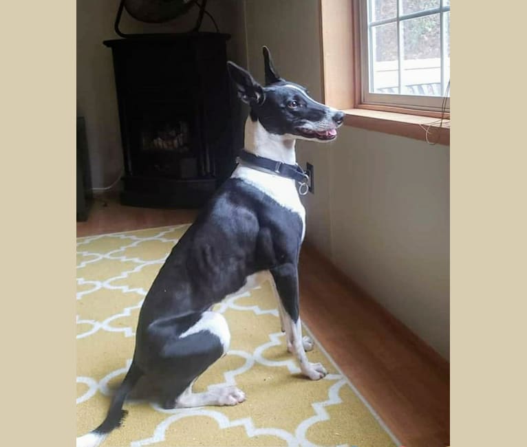 Bull terrier greyhound hotsell mix