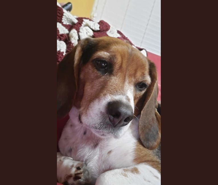 Remy, a Beagle tested with EmbarkVet.com