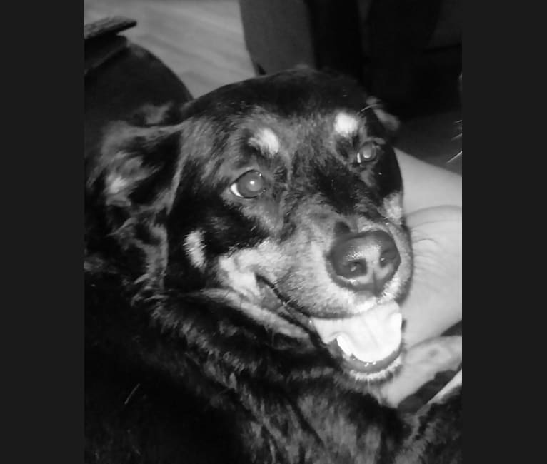 Mini australian shepherd rottweiler hotsell mix