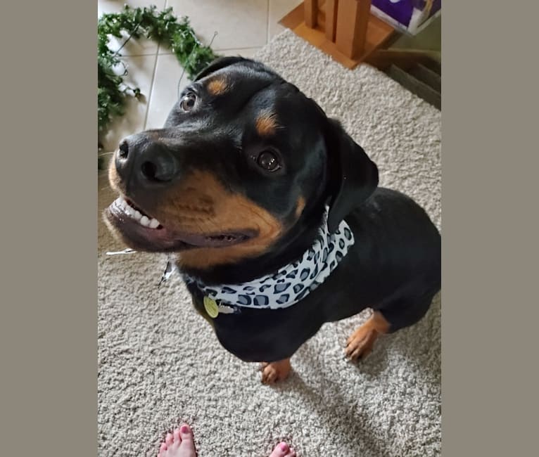 Photo of Remus, a Rottweiler  in Indiana, USA