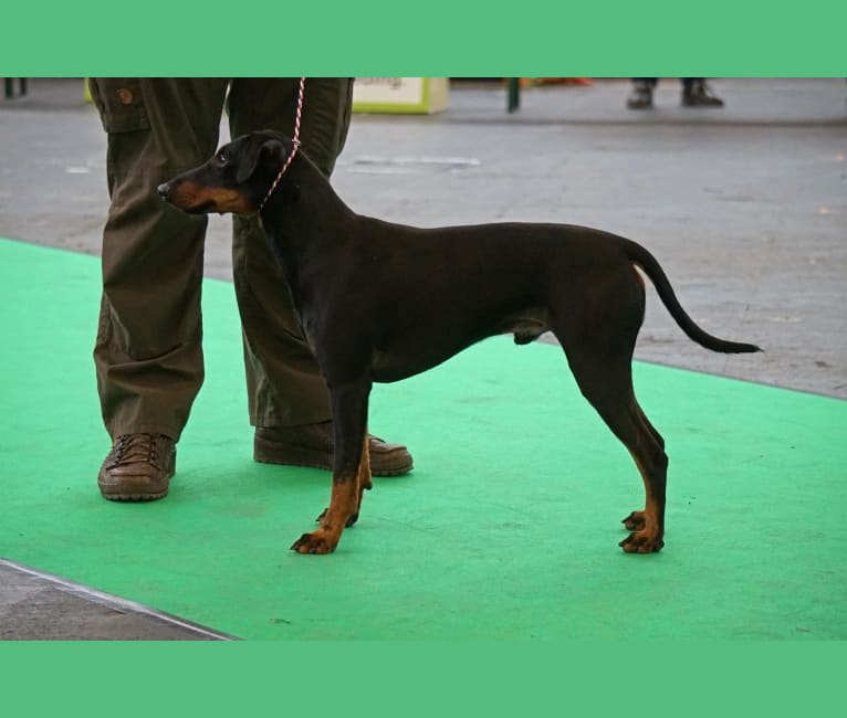 Photo of The Junior Katington, a Manchester Terrier (Standard)  in Ljubljana, Slovenië