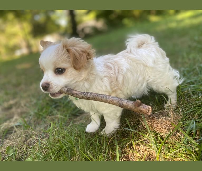 Doobie, a Pomeranian and Havanese mix tested with EmbarkVet.com