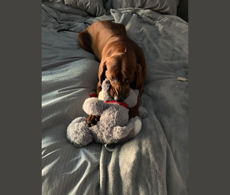 Photo of Hennessy, a Redbone Coonhound  in Oklahoma, USA