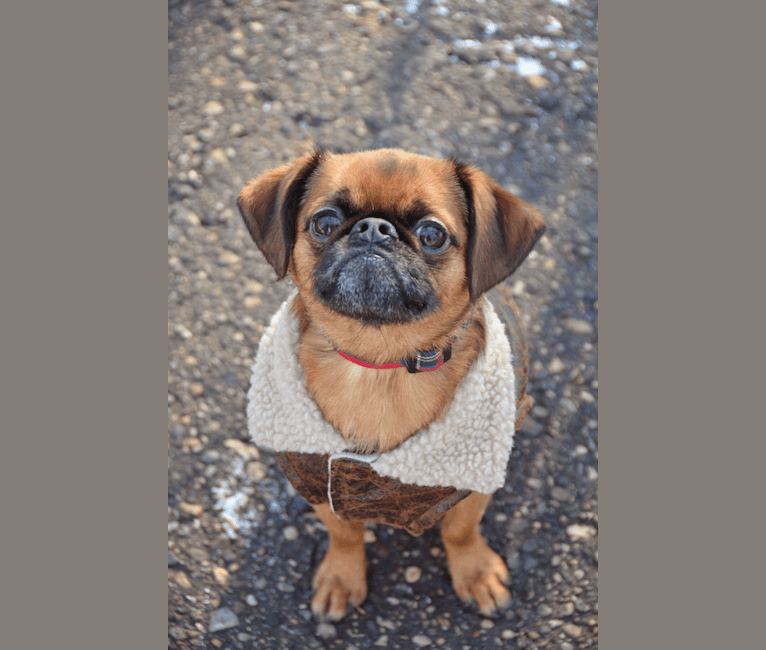 Humphrey, a Brussels Griffon tested with EmbarkVet.com