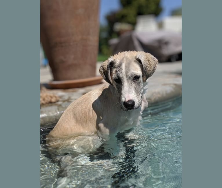 Juno, a Labrador Retriever and Siberian Husky mix tested with EmbarkVet.com