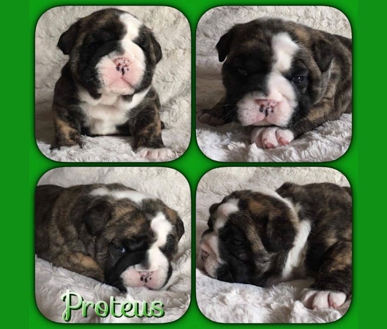 Proteus aka Bub, a Bulldog tested with EmbarkVet.com