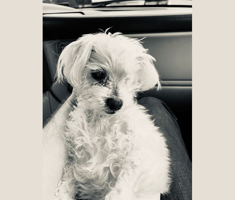 Baxter, a Maltese tested with EmbarkVet.com