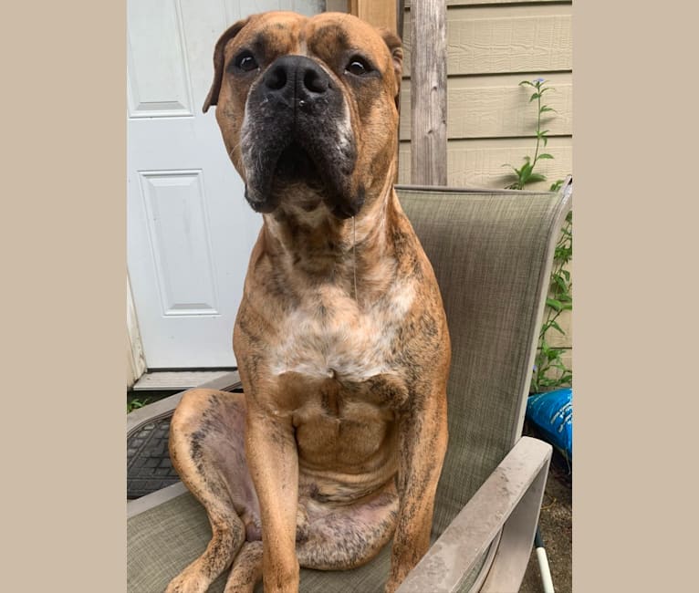 Mikey, an American Bulldog tested with EmbarkVet.com