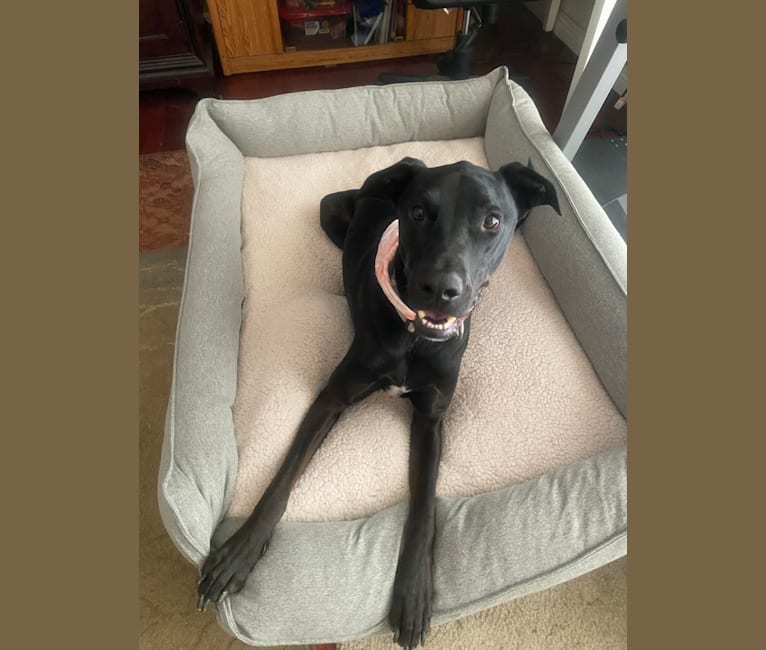 Kobe, a Dogo Argentino and Doberman Pinscher mix tested with EmbarkVet.com