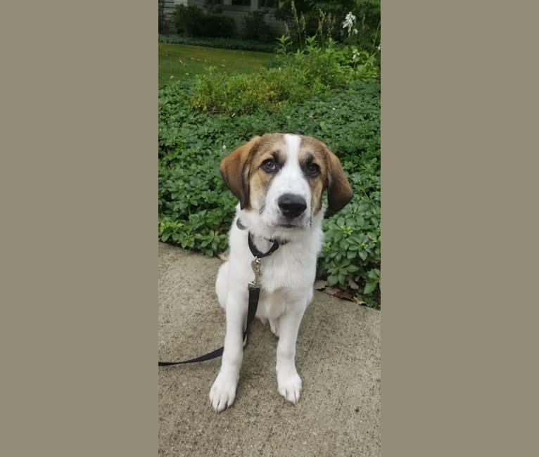 Walter, a Great Pyrenees and Mountain Cur mix tested with EmbarkVet.com