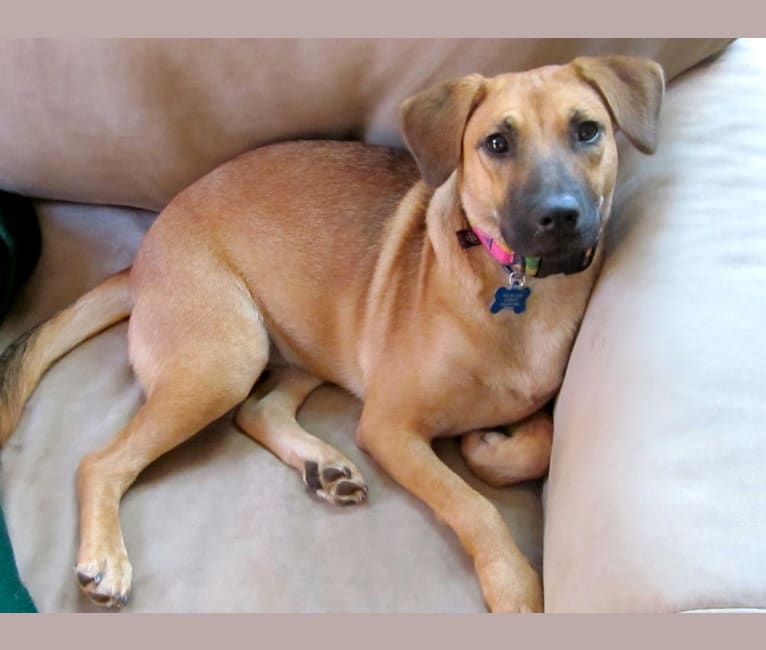 Tater Tot, a Chow Chow and American Pit Bull Terrier mix tested with EmbarkVet.com