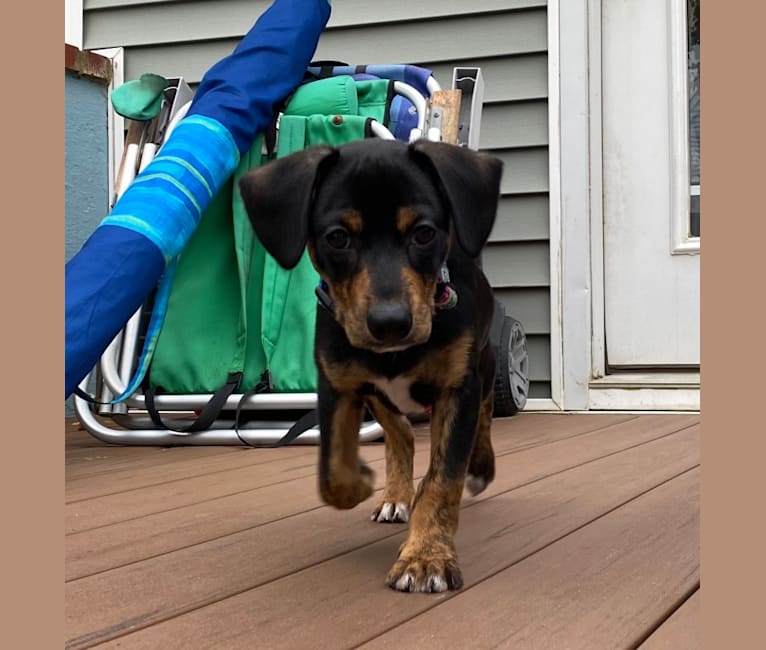 Sergeant, a Chihuahua and Dachshund mix tested with EmbarkVet.com