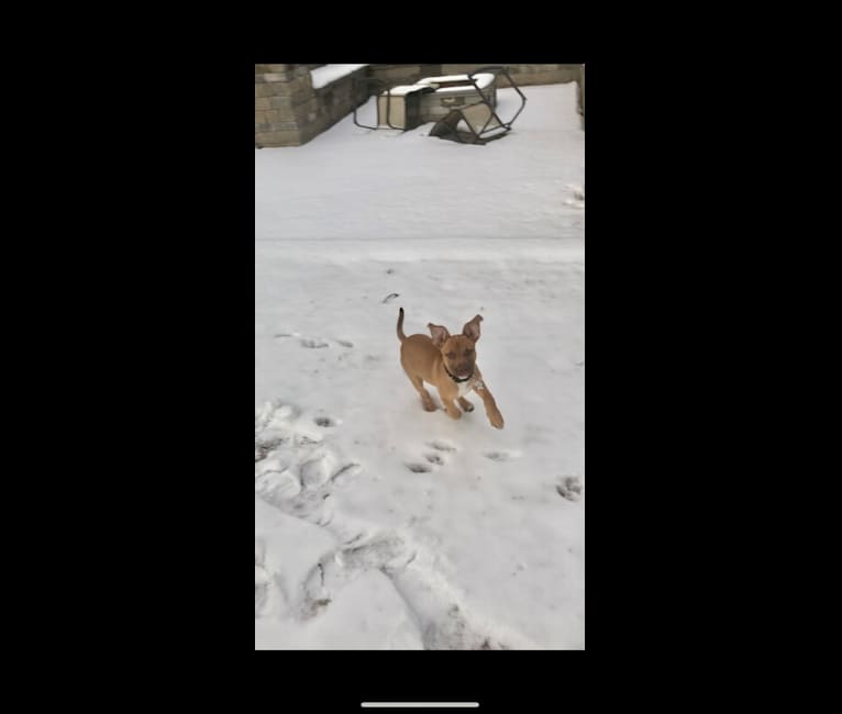 Milos, an American Pit Bull Terrier and Labrador Retriever mix tested with EmbarkVet.com