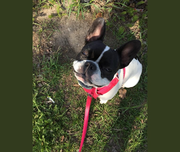 Photo of WILLOW, a French Bulldog  in Ukraine