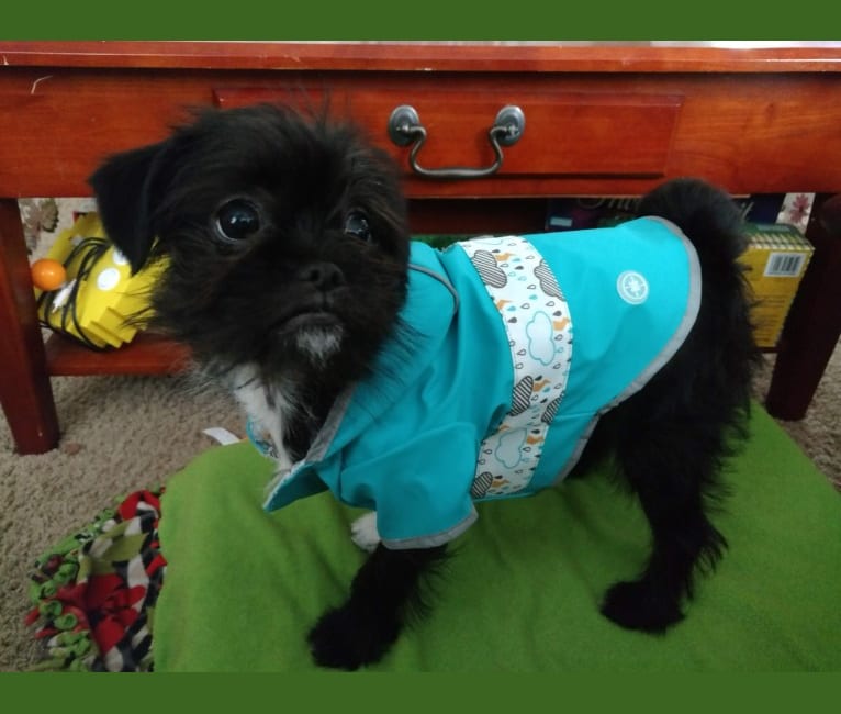 Polka Dot, a Shih Tzu and Chihuahua mix tested with EmbarkVet.com