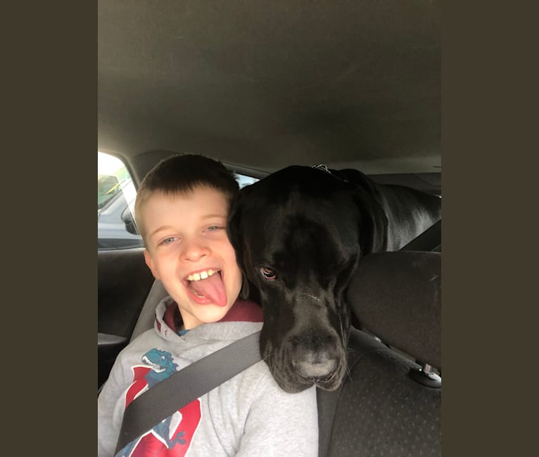 Calvin, a Great Dane and Saint Bernard mix tested with EmbarkVet.com