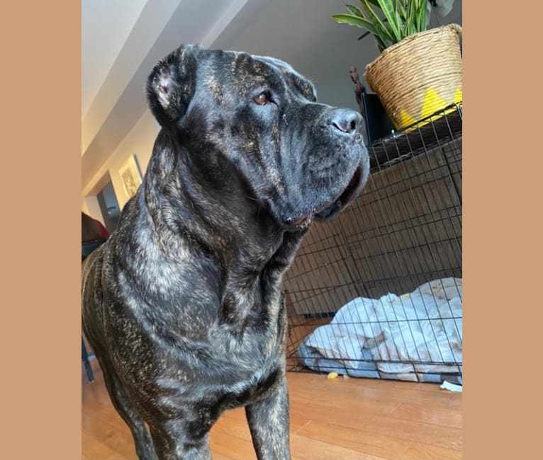 Quavo, a Cane Corso tested with EmbarkVet.com