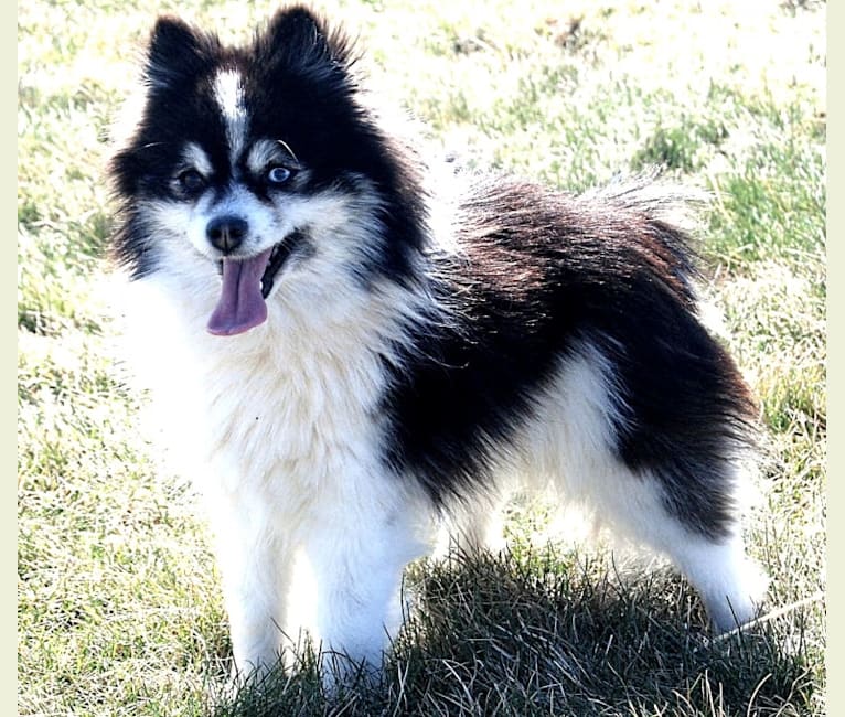 Spotted pomsky shop