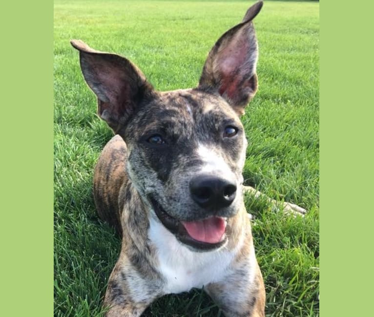 Quinn, an American Pit Bull Terrier and Australian Cattle Dog mix tested with EmbarkVet.com