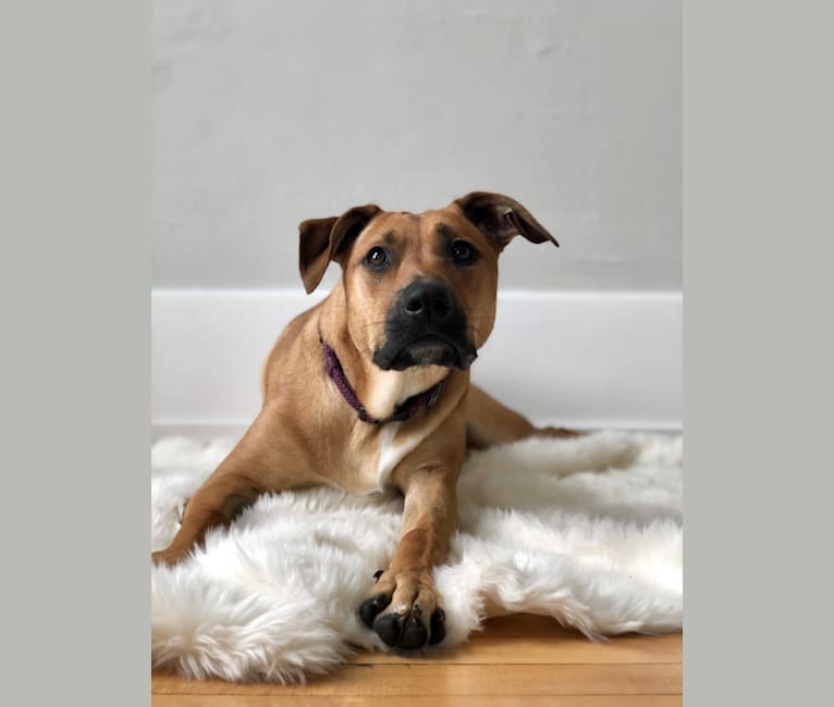 Embark Dog DNA Test Breed