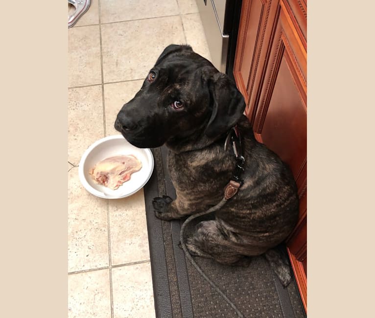Artie, a Cane Corso tested with EmbarkVet.com