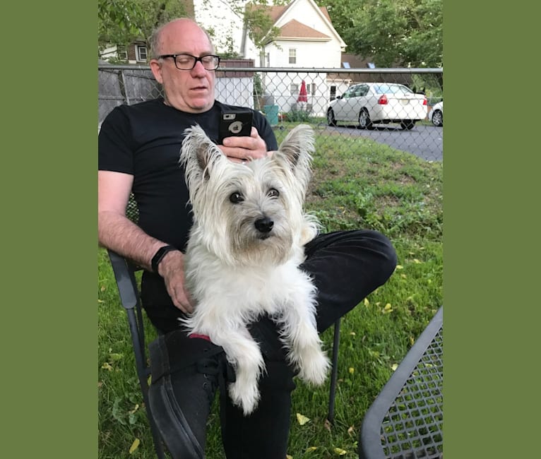 Tallulah, a Cairn Terrier tested with EmbarkVet.com